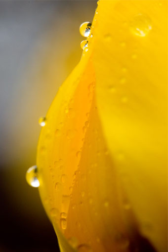 A yellow flower with water droplets on the petal